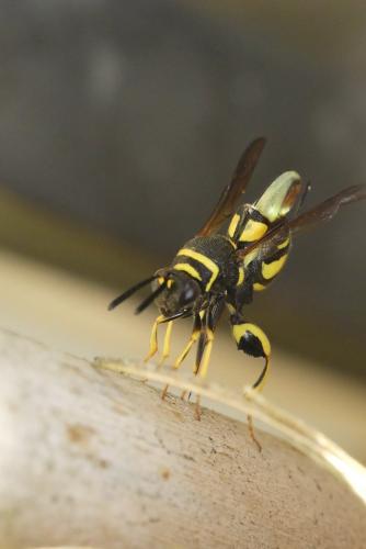 Leucospis dorsigera